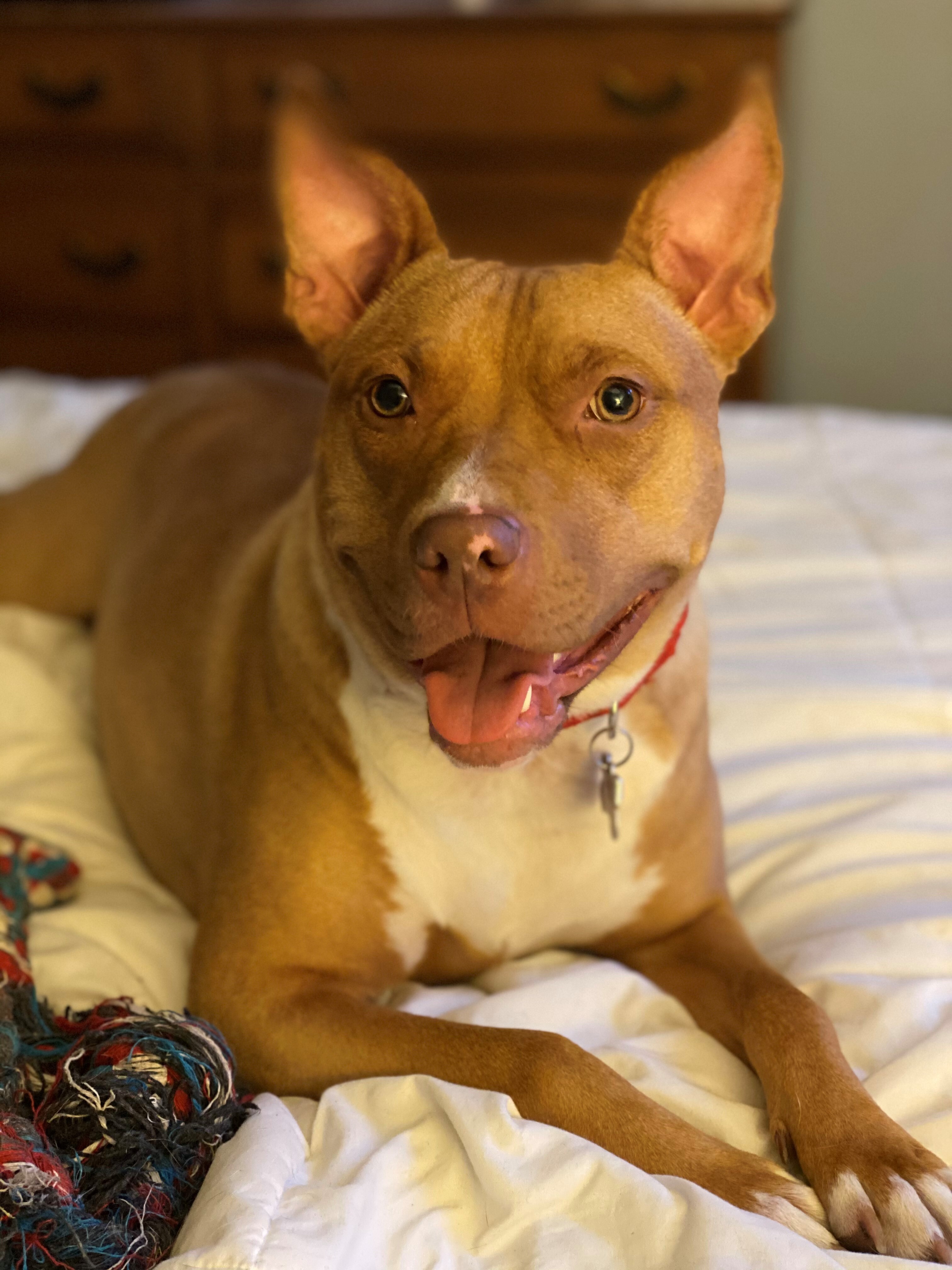 Lizzy, an adoptable Pit Bull Terrier in Northville, MI, 48167 | Photo Image 1