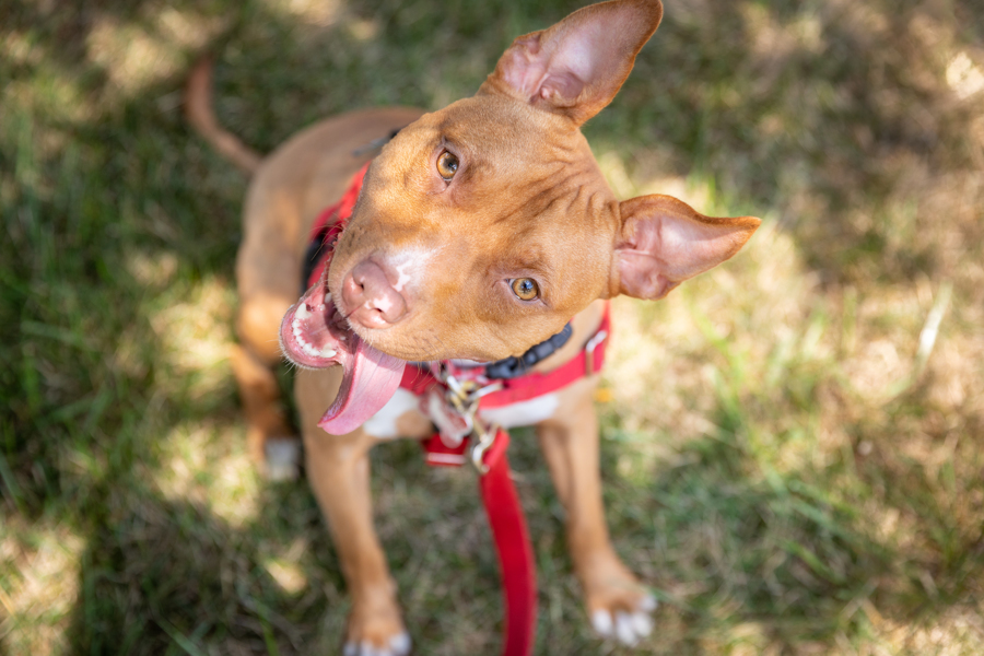 Lizzy, an adoptable Pit Bull Terrier in Northville, MI, 48167 | Photo Image 4