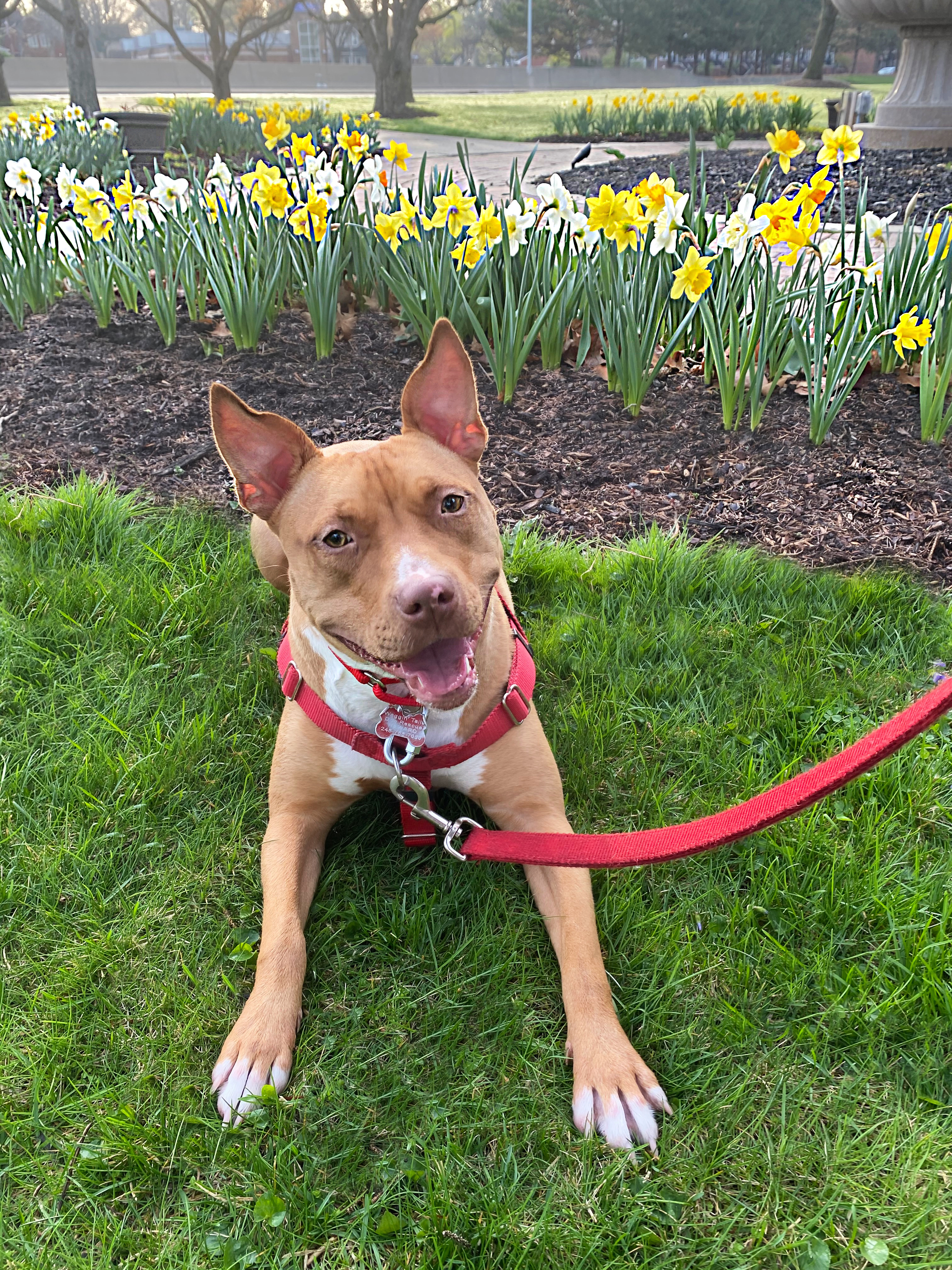 Lizzy, an adoptable Pit Bull Terrier in Northville, MI, 48167 | Photo Image 5