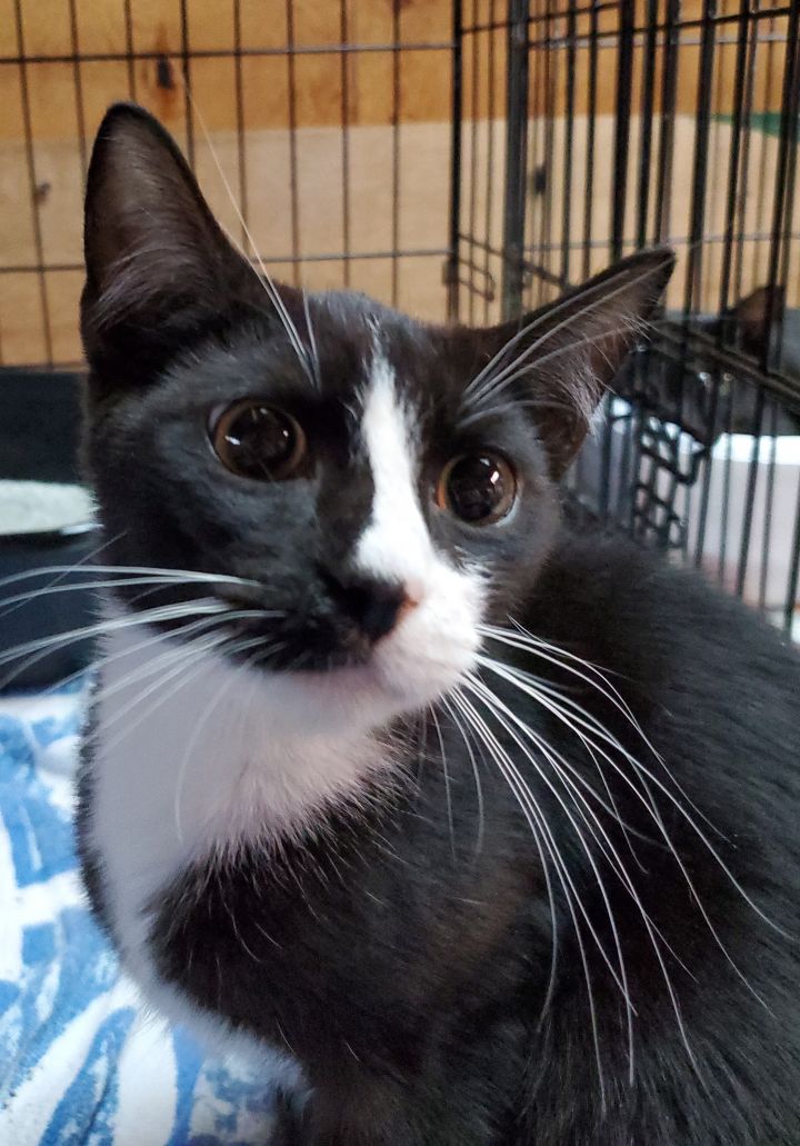 Cat For Adoption Ace Dominique La Habra Whittier Petco A Tuxedo In La Habra Ca Petfinder