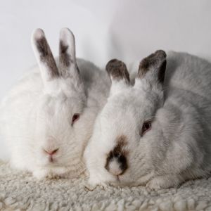 Cotton Candy / Porcelain, Adult Female unknown