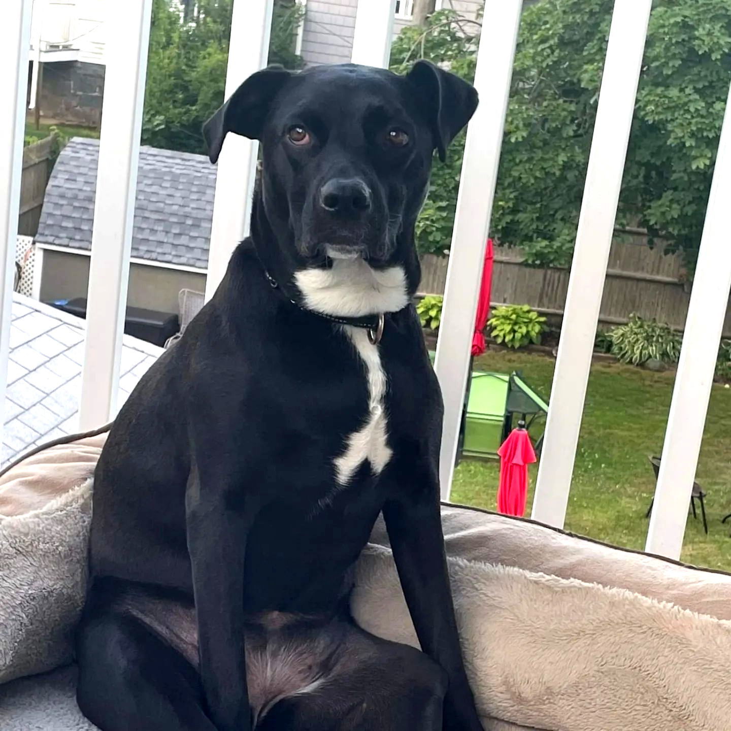 OREO, an adoptable Labrador Retriever in Holbrook, NY, 11741 | Photo Image 2