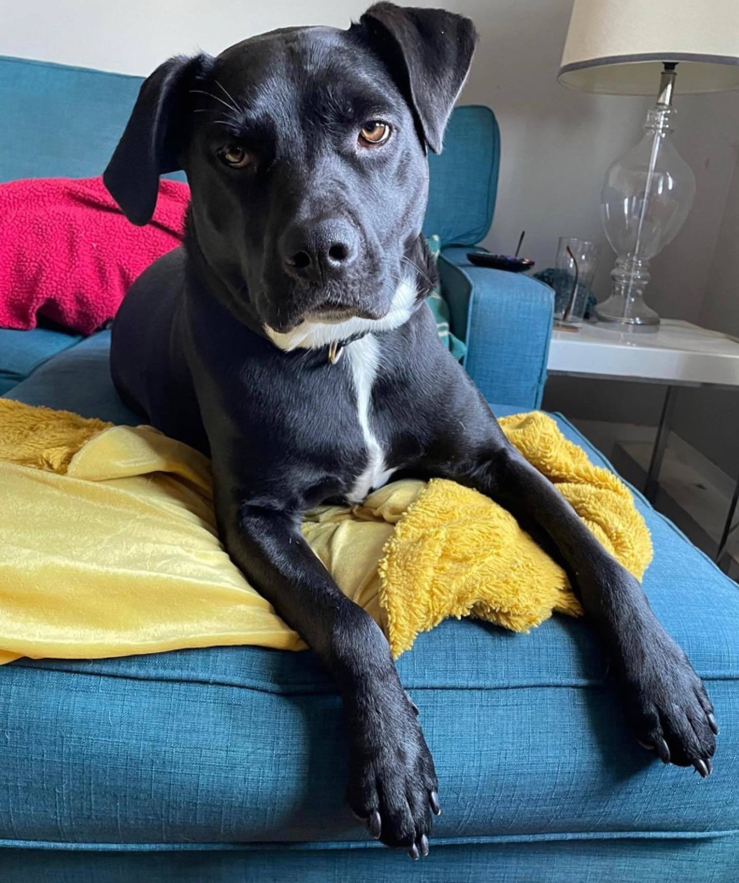 OREO, an adoptable Labrador Retriever in Holbrook, NY, 11741 | Photo Image 3