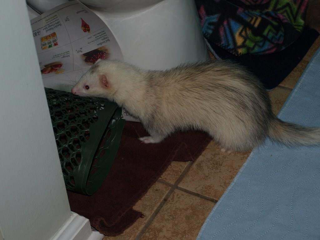 Ferret for adoption Chleo, a Ferret in Acworth, GA Petfinder