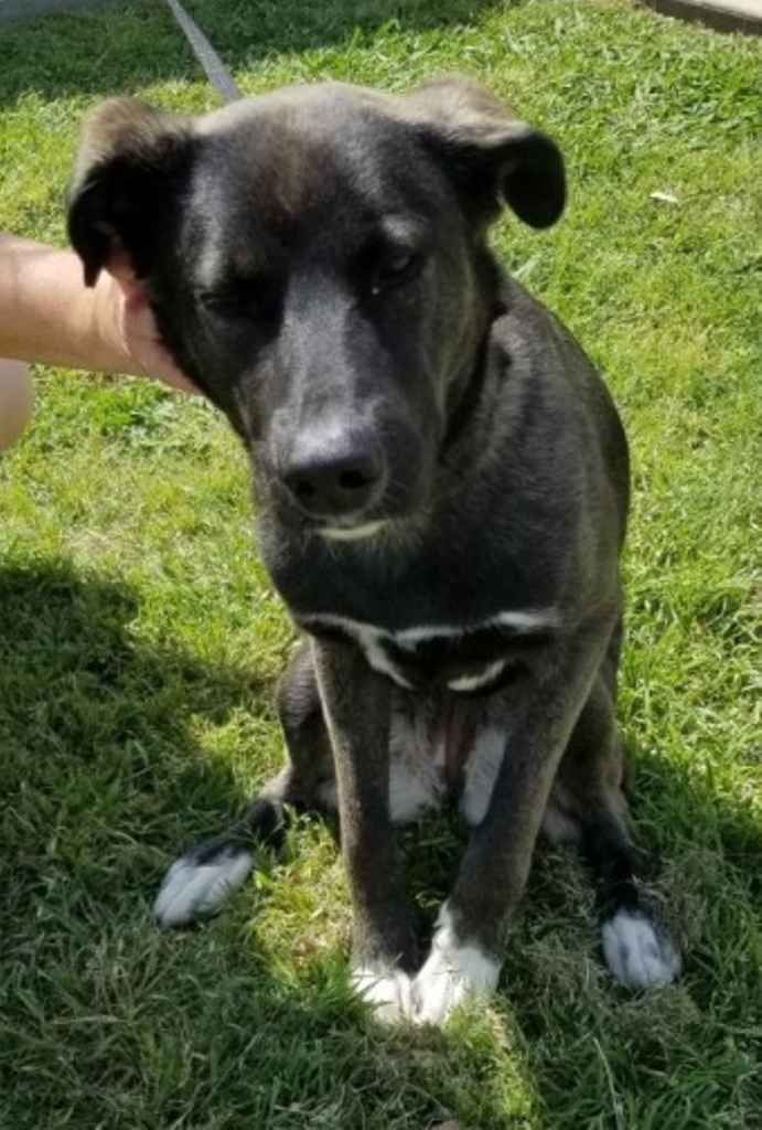 Luna, an adoptable Belgian Shepherd / Malinois, Shepherd in San Antonio, TX, 78251 | Photo Image 3