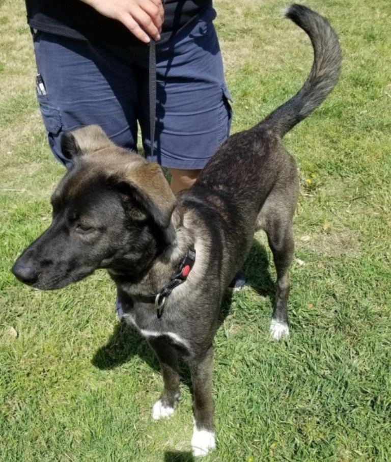 Luna, an adoptable Belgian Shepherd / Malinois, Shepherd in San Antonio, TX, 78251 | Photo Image 4