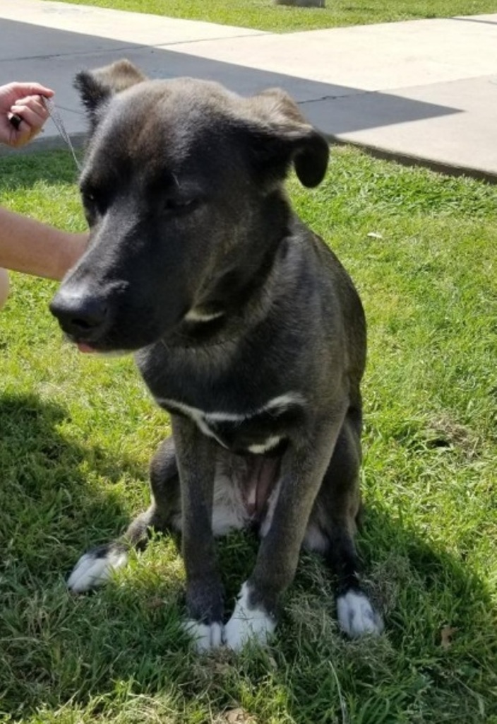 belgian shepherd black lab mix