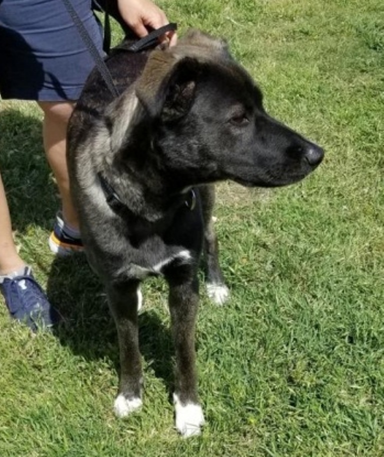 Luna, an adoptable Belgian Shepherd / Malinois, Shepherd in San Antonio, TX, 78251 | Photo Image 5