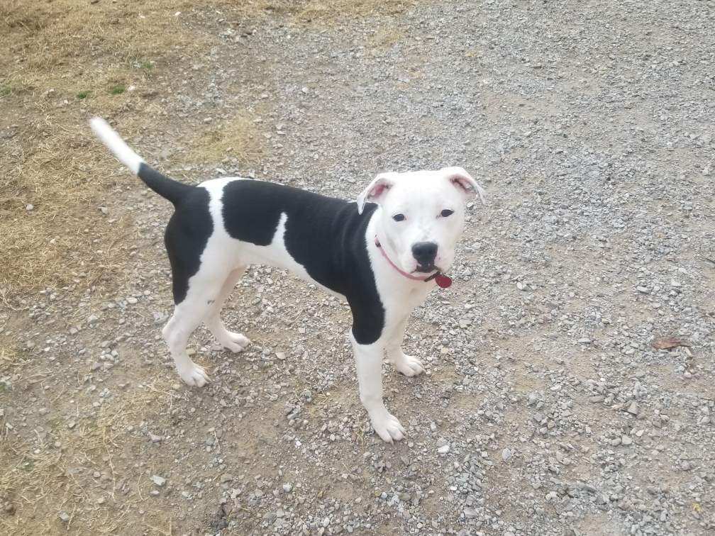 Suki, an adoptable Pit Bull Terrier in Hot Springs, AR, 71901 | Photo Image 2