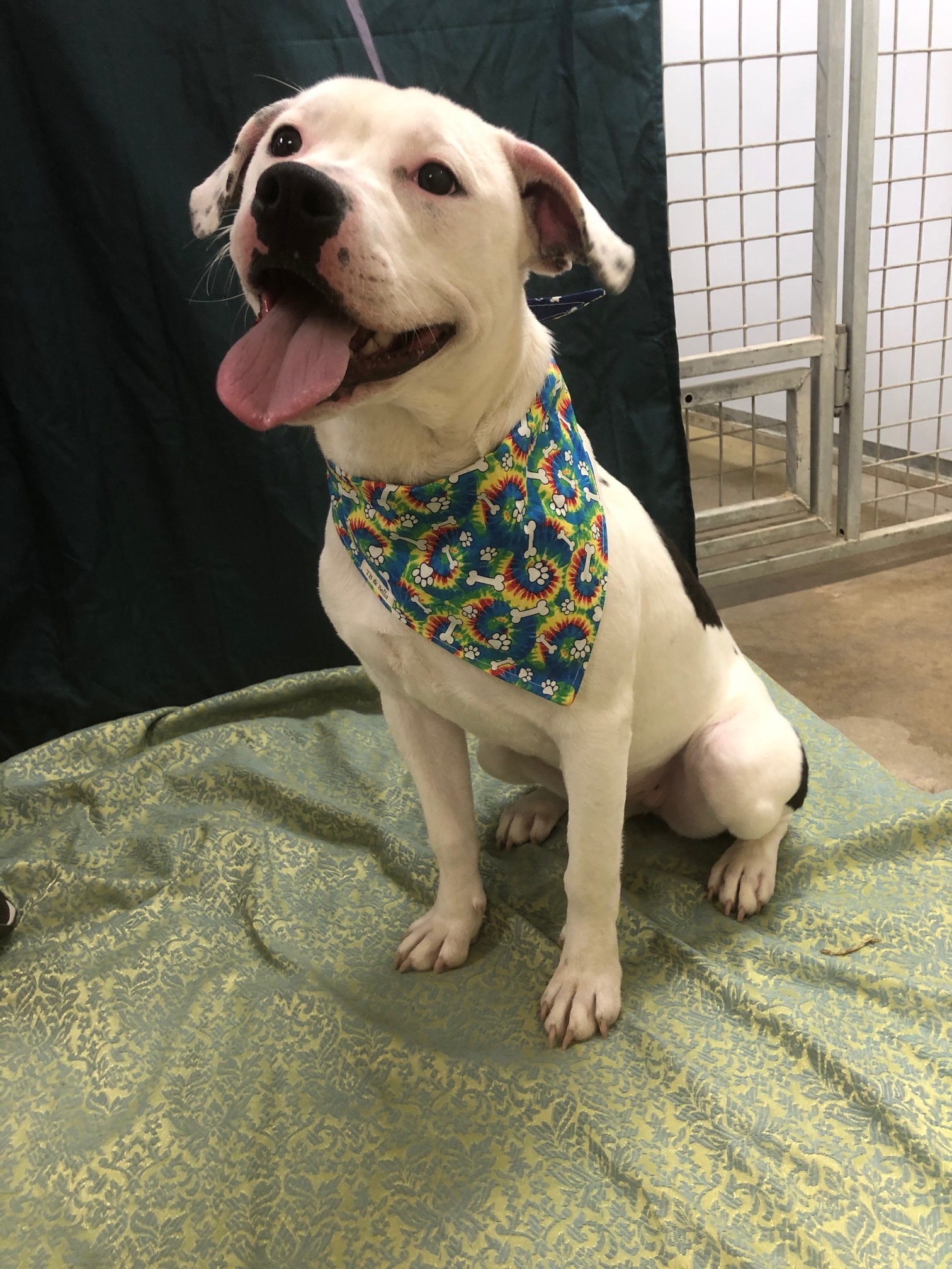 Suki, an adoptable Pit Bull Terrier in Hot Springs, AR, 71901 | Photo Image 1