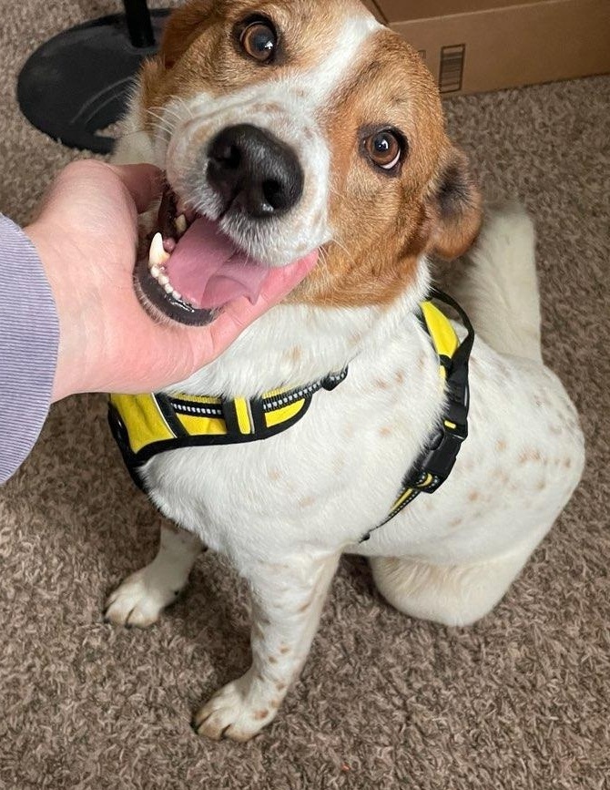 Link, an adoptable Cattle Dog, Border Collie in San Antonio, TX, 78251 | Photo Image 1