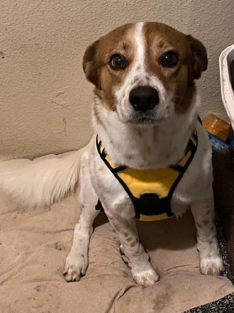 Link, an adoptable Cattle Dog, Border Collie in San Antonio, TX, 78251 | Photo Image 2