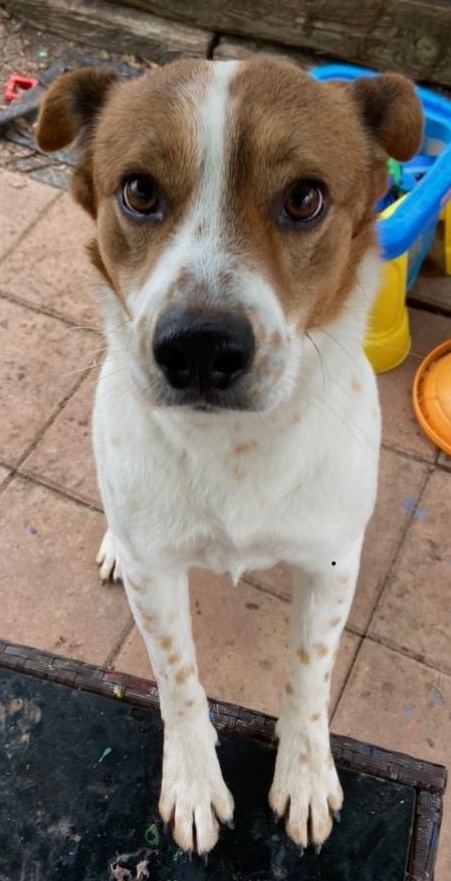 Link, an adoptable Cattle Dog, Border Collie in San Antonio, TX, 78251 | Photo Image 3