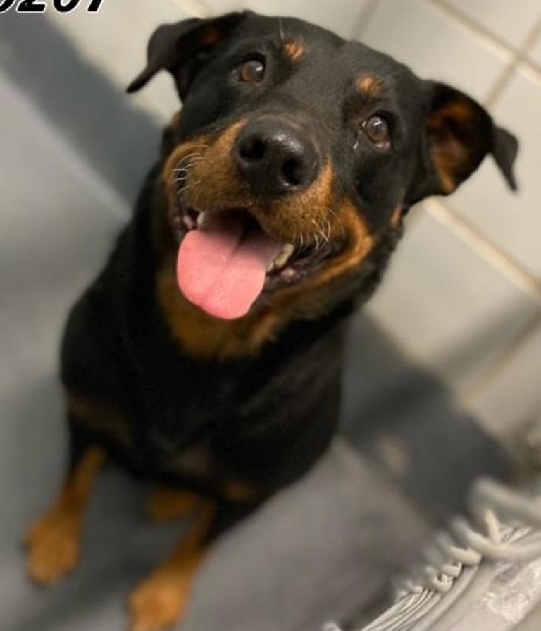 1yr old Rottweiler mix Harry is looking for an active family! If you see  interested in adopting please click the link in our profile to get…