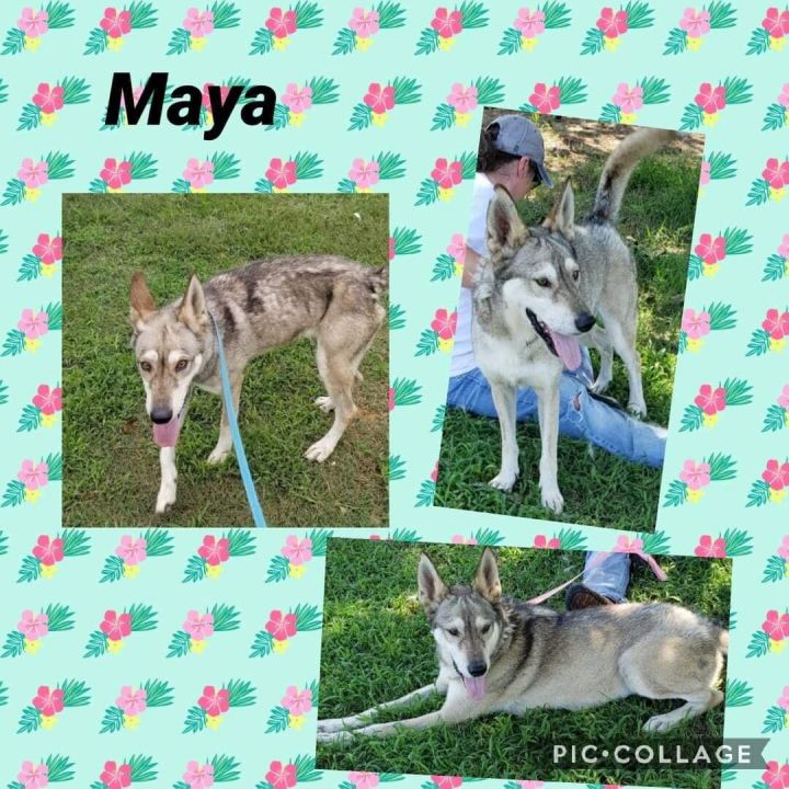 Dog For Adoption Maya A German Shepherd Dog Mix In North Granby Ct Petfinder