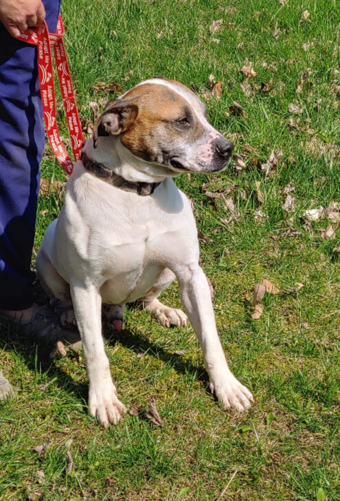 Prince, an adoptable American Bulldog, Hound in Jasonville, IN, 47438 | Photo Image 1