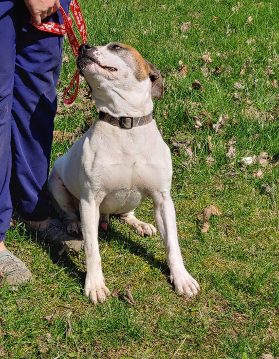 Prince, an adoptable American Bulldog, Hound in Jasonville, IN, 47438 | Photo Image 3