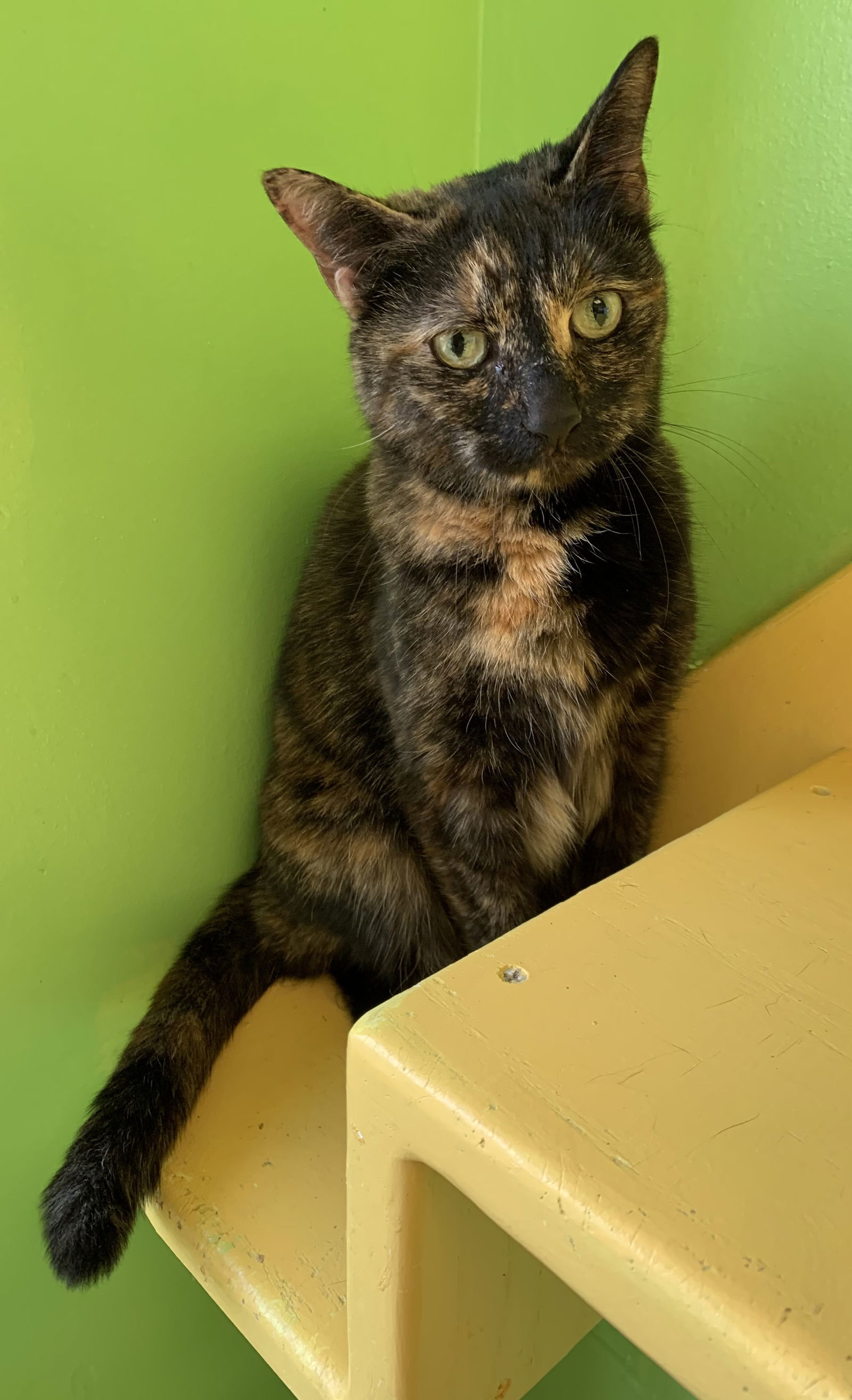 Shelley, an adoptable Domestic Short Hair in Hudson, NY, 12534 | Photo Image 1