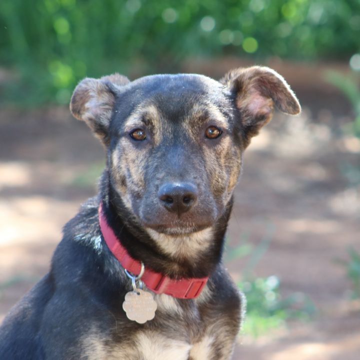 Dog for adoption - Dutchess, a German Shepherd Dog Mix in San Diego, CA