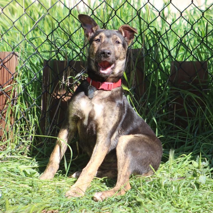 Dog for adoption - Dutchess, a German Shepherd Dog Mix in San Diego, CA