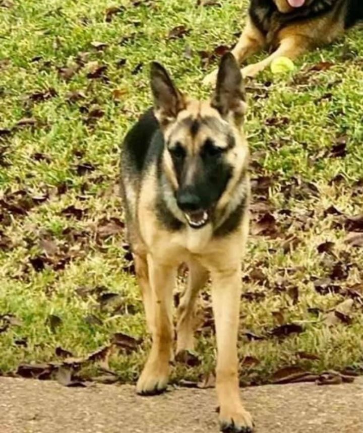 Dog For Adoption Jackie A German Shepherd Dog In Weatherford Tx Petfinder