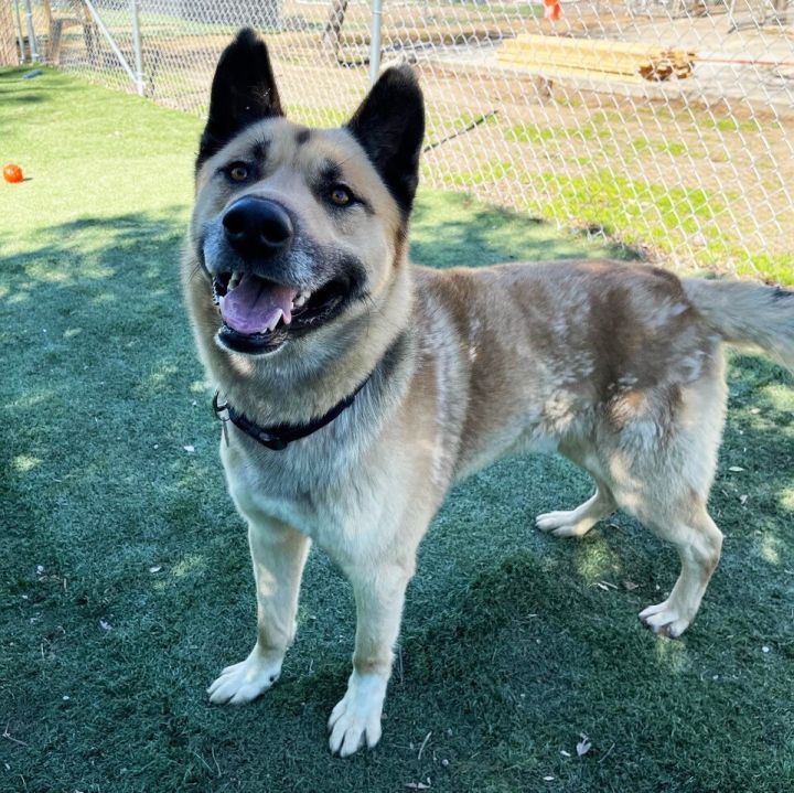 Dog for adoption - Nago, an Akita & German Shepherd Dog Mix in San