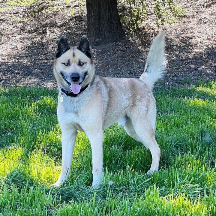 Akita german 2024 shepherd mix