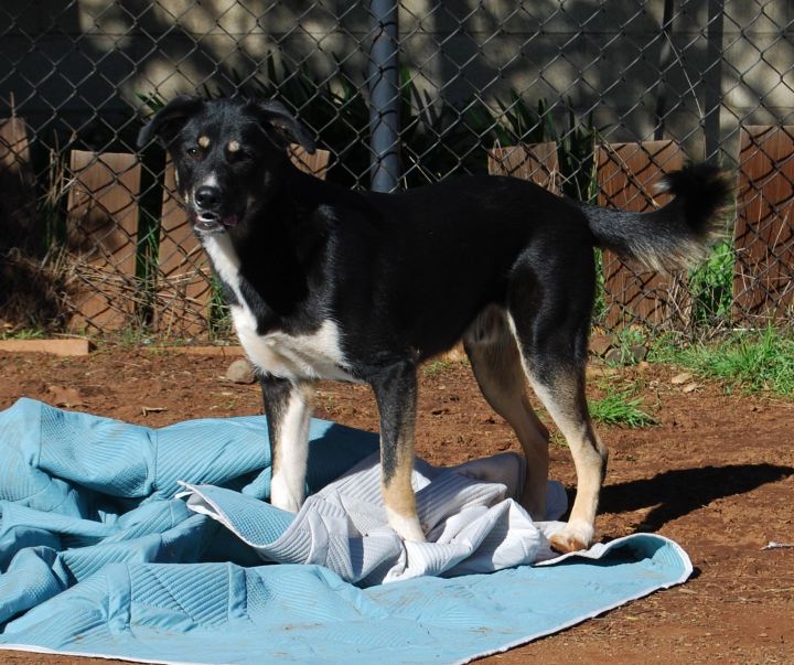 Dog for adoption - Pirate, a German Shepherd Dog & Australian Shepherd