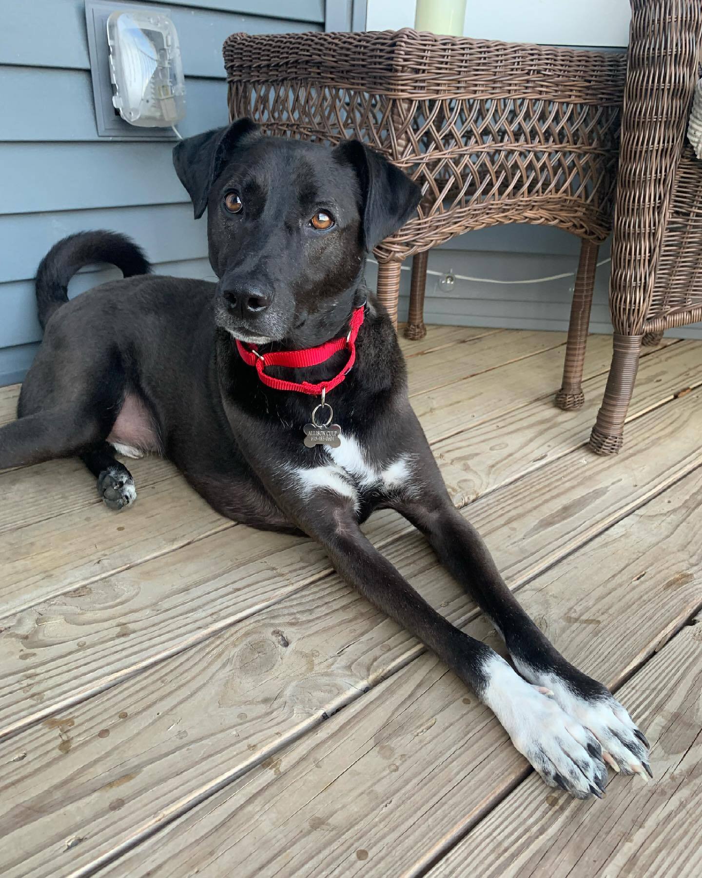 Dog for adoption Magnus, a Saluki & Labrador Retriever Mix in