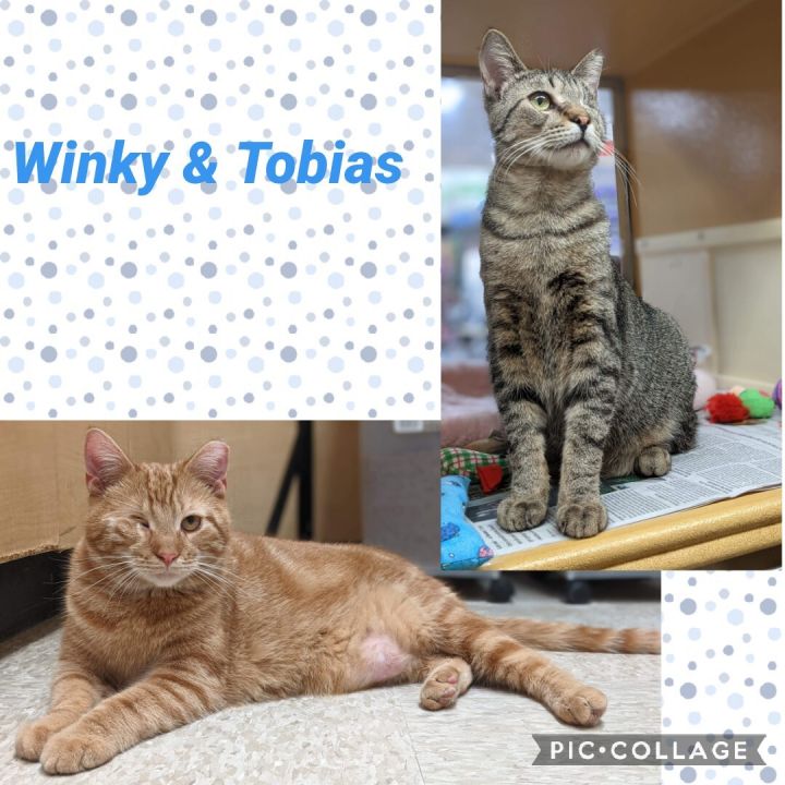 Winky & Tobias (bonded pair) 1
