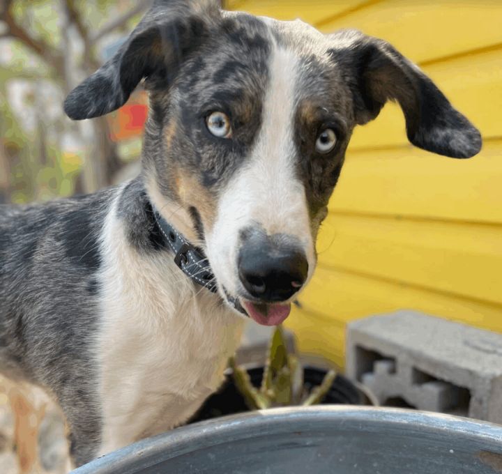 Smokey Blue, an adoptable Australian Shepherd & Catahoula Leopard Dog Mix in Williamsburg, NM_image-1