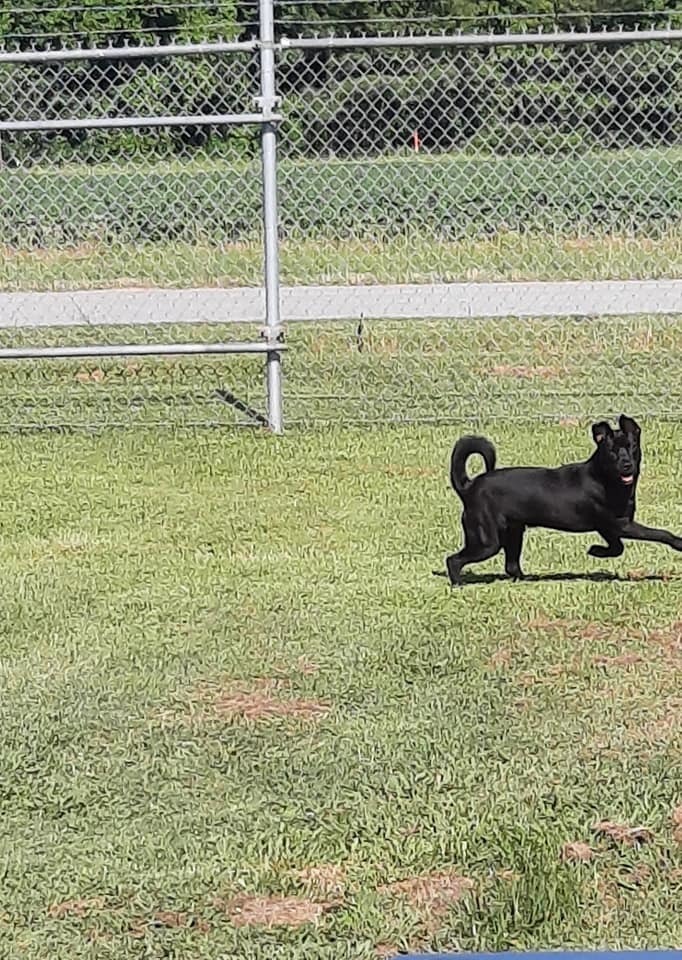 Champ, an adoptable Labrador Retriever, Shepherd in Roanoke Rapids, NC, 27870 | Photo Image 2