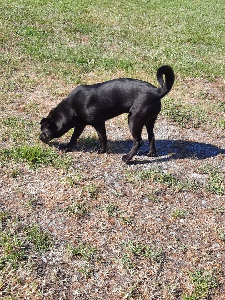 Champ, an adoptable Labrador Retriever, Shepherd in Roanoke Rapids, NC, 27870 | Photo Image 3