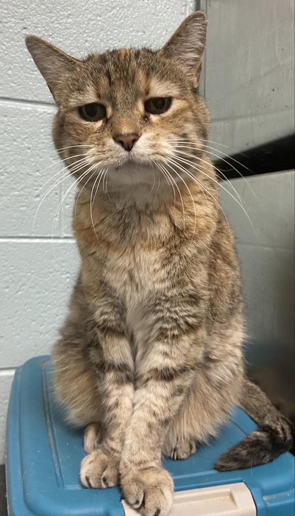 Tara, an adoptable Domestic Short Hair in Sandy, UT, 84070 | Photo Image 2