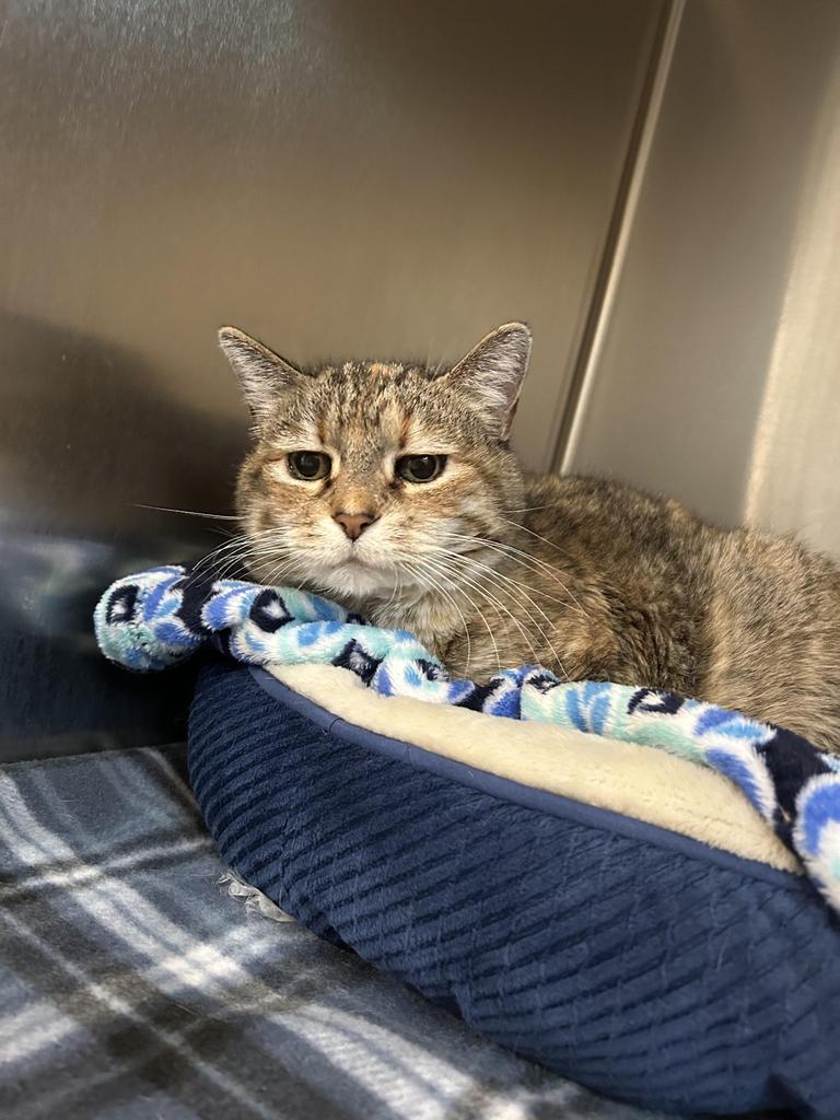 Tara, an adoptable Domestic Short Hair in Sandy, UT, 84070 | Photo Image 3