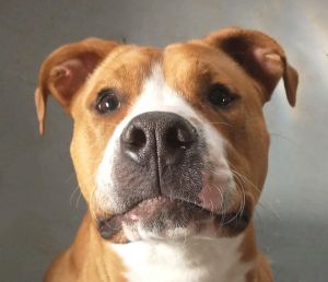 Maddux $25 Adoption Fee