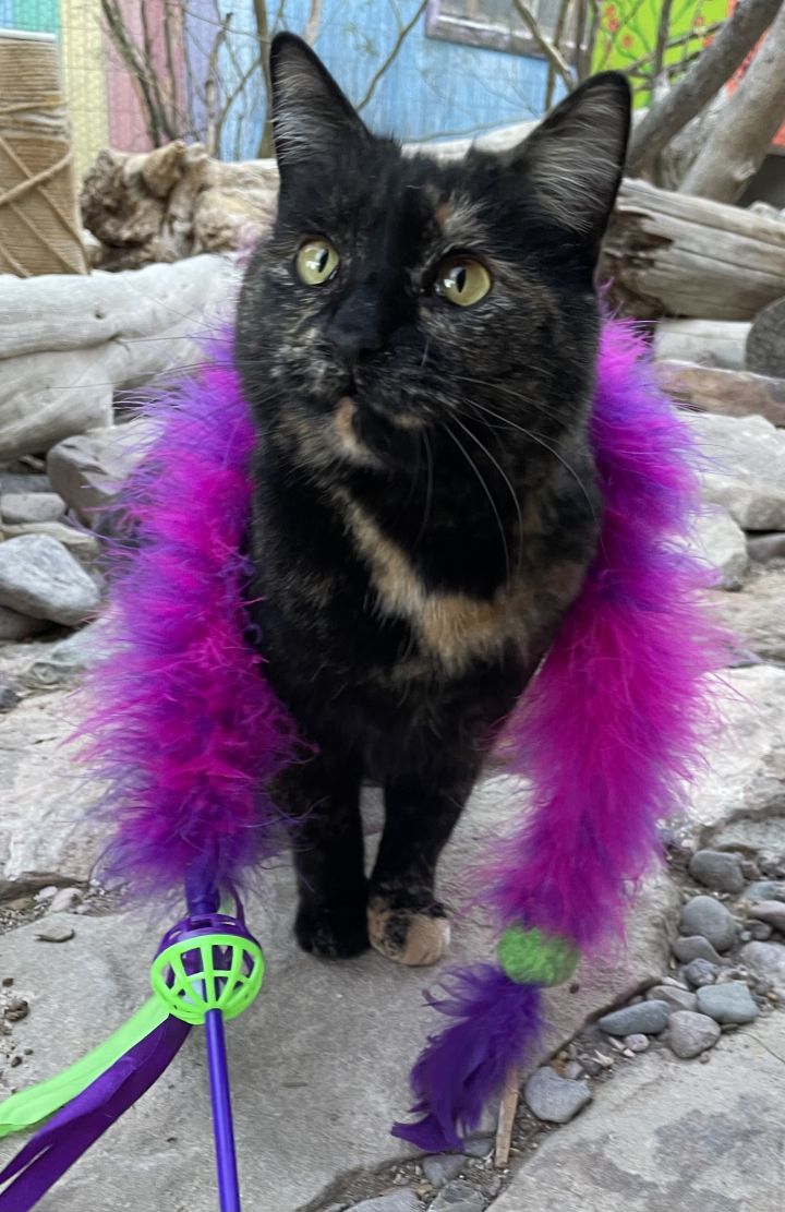 Trixie, an adopted Tortoiseshell & Domestic Short Hair Mix in Williamsburg, NM_image-1