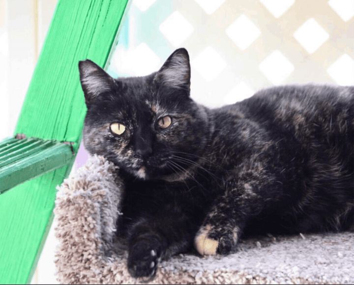 Trixie, an adoptable Tortoiseshell & Domestic Short Hair Mix in Williamsburg, NM_image-5