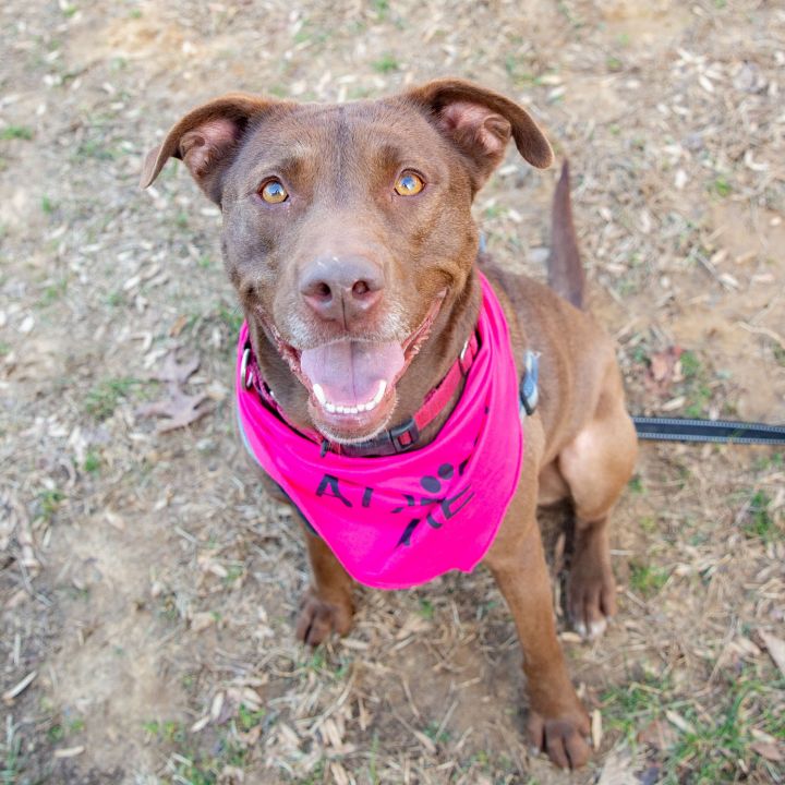 Amie, an adopted Chocolate Labrador Retriever Mix in West Grove, PA_image-1