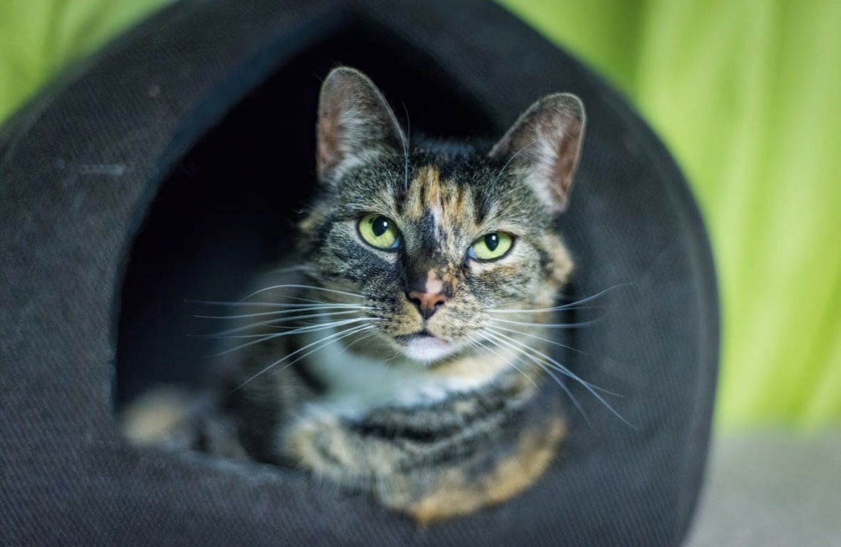 Muffi, an adoptable Domestic Short Hair in Stafford, VA, 22554 | Photo Image 1