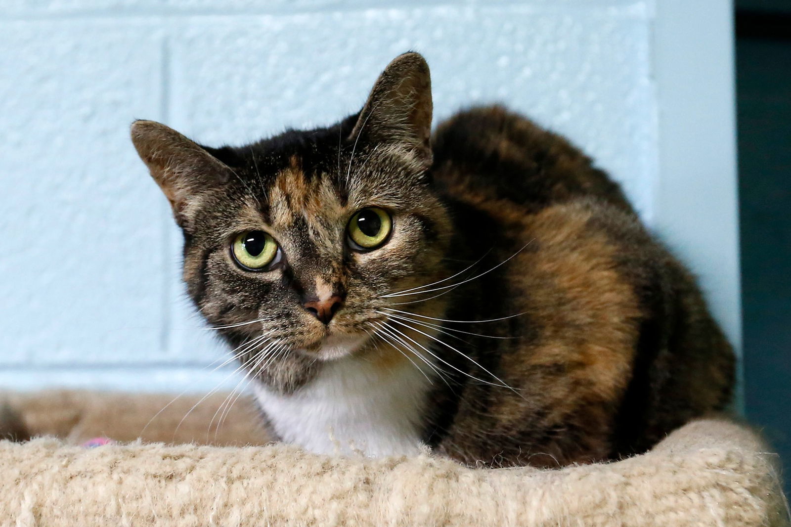 Muffi, an adoptable Domestic Short Hair in Stafford, VA, 22554 | Photo Image 2