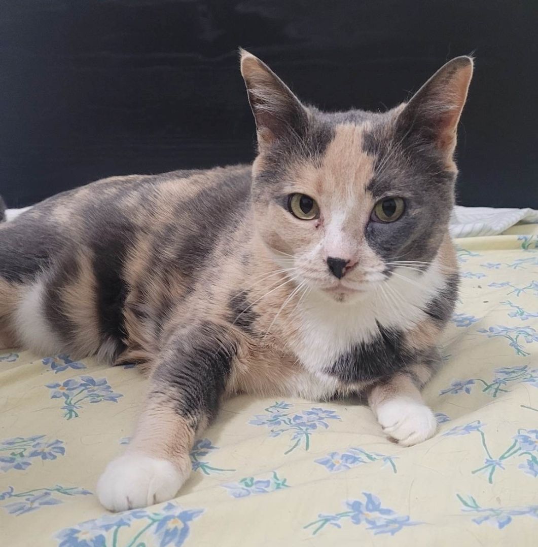 Lucille, an adoptable Dilute Calico in Concord, CA, 94518 | Photo Image 3