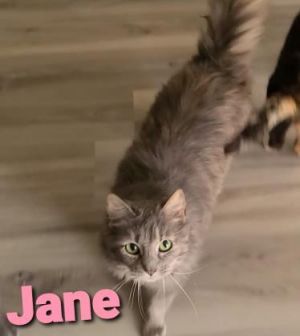 Jane