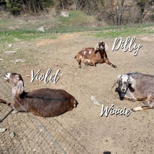 Dilly, Violet, & Winnie