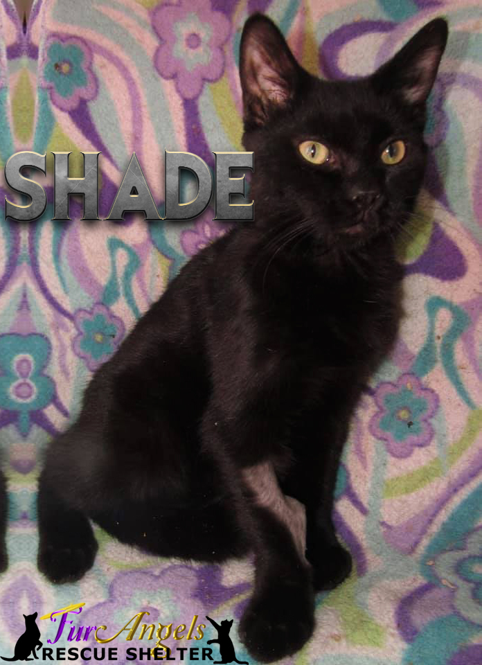 Shade, an adoptable Domestic Short Hair in Toledo, OH, 43615 | Photo Image 1