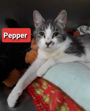 Pepper