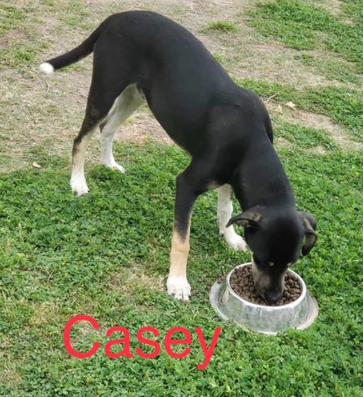 Casey 1