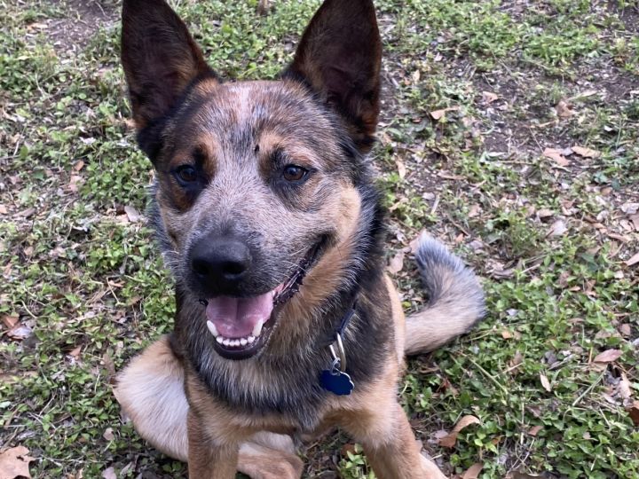 blue heeler german shepherd mix puppies