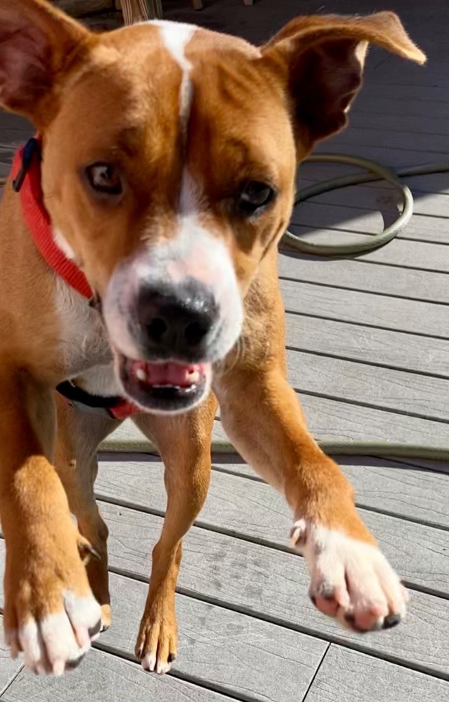 Bella, an adoptable Basenji, Boxer in St. Augustine, FL, 32084 | Photo Image 1