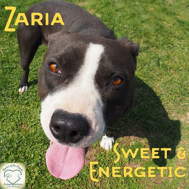 Zaria, an adoptable Boxer, Pit Bull Terrier in Washburn, MO, 65772 | Photo Image 1